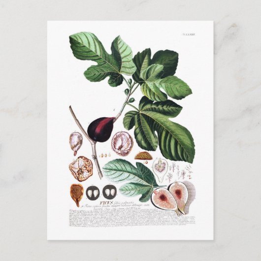 Feige Postkarte (Vorderseite)