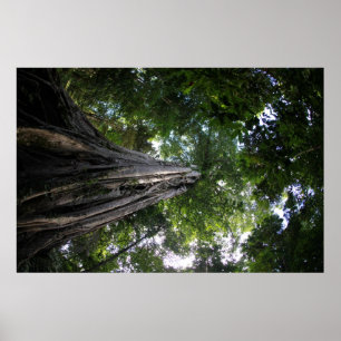 Feigenbaum im Regenwald von Tangkoko in Sulawesi Poster