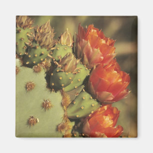 Feigenkaktus in Blüte, Arizona-Sonora 2 Magnet