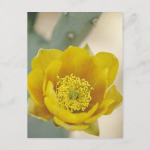 Feigenkaktus in Blüte, Arizona-Sonora Postkarte