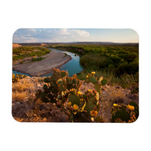 Feigenkaktus (Opuntia Sp.) Magnet