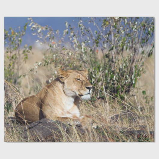 Feiglingsruhe Geschenkpapier (Flach)