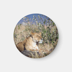 Feiglingsruhe Magnet