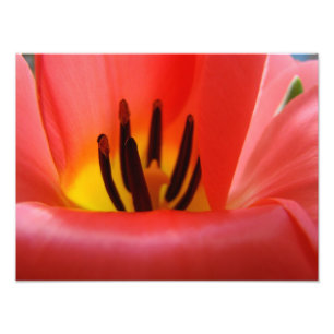 Feine Kunst-Fotografiekunst druckt rote Fotodruck