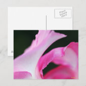 Feine rosa Blume Petals Kunstwerk Postkarte (Vorne/Hinten)