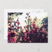 Feine rosa Blume Postkarte (Vorne/Hinten)