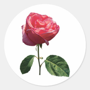 Feine rosa Rosenknospe Runder Aufkleber