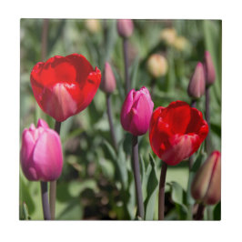 Feine rote und lila Tulpen Fliese