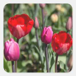 Feine rote und lila Tulpen Quadratischer Aufkleber