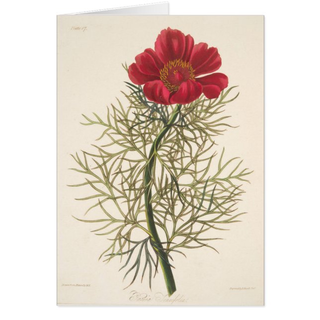 Feiner Leaved Paeony (Vorne)