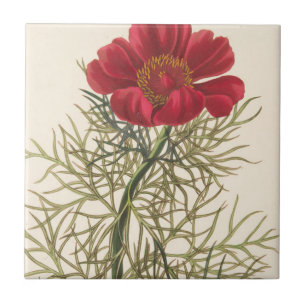 Feiner Leaved Paeony Fliese