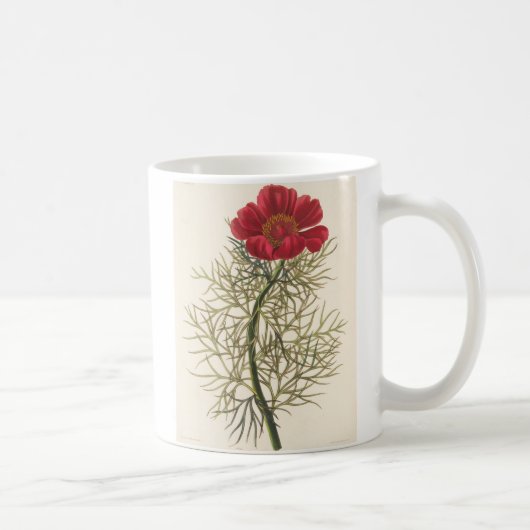 Feiner Leaved Paeony Kaffeetasse (Rechts)