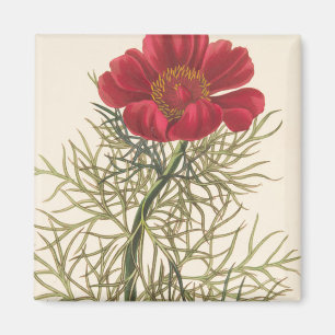 Feiner Leaved Paeony Magnet