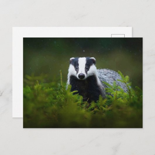 Feisty Badger Postkarte (Vorne/Hinten)