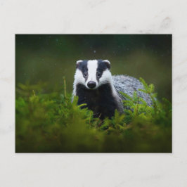 Feisty Badger Postkarte