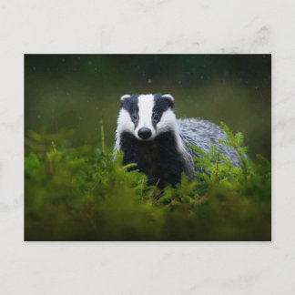 Feisty Badger Postkarte