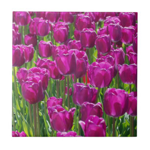 Feld aus violetten Tulpen Fliese