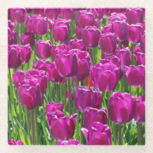 Feld aus violetten Tulpen Glasuntersetzer