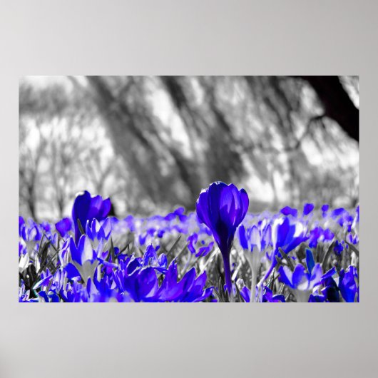 Feld "Blaue Blume" Poster (Vorne)