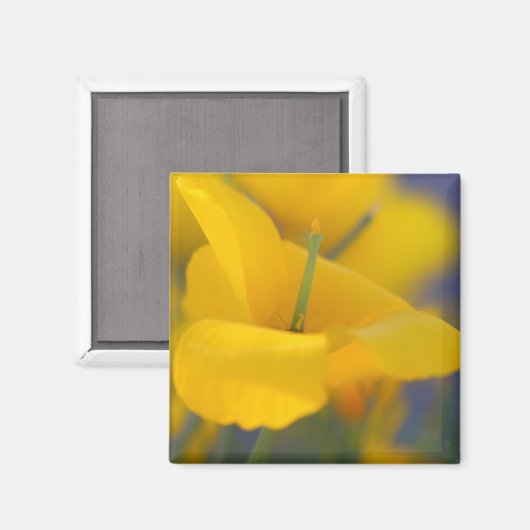 Feld blühender Mohnchen Magnet (Vorderseite/Rückseite)