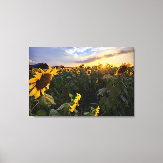 Feld blühender Sonnenblumen Leinwanddruck (Vorderseite)