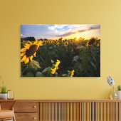 Feld blühender Sonnenblumen Leinwanddruck (Insitu (Wohnzimmer))