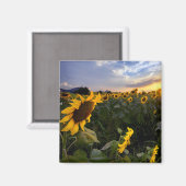 Feld blühender Sonnenblumen Magnet (Vorderseite/Rückseite)