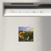 Feld blühender Sonnenblumen Magnet (In Situ (Geschirrspüler))