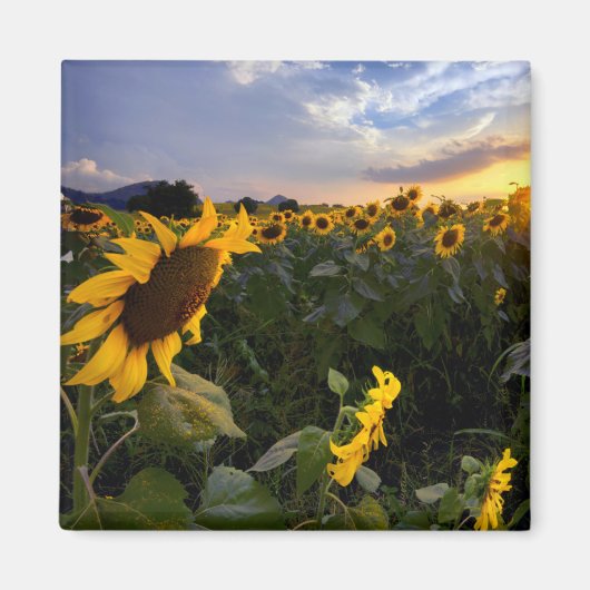 Feld blühender Sonnenblumen Magnet (Vorne)