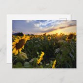 Feld blühender Sonnenblumen Postkarte (Vorne/Hinten)
