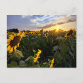 Feld blühender Sonnenblumen Postkarte (Vorderseite)