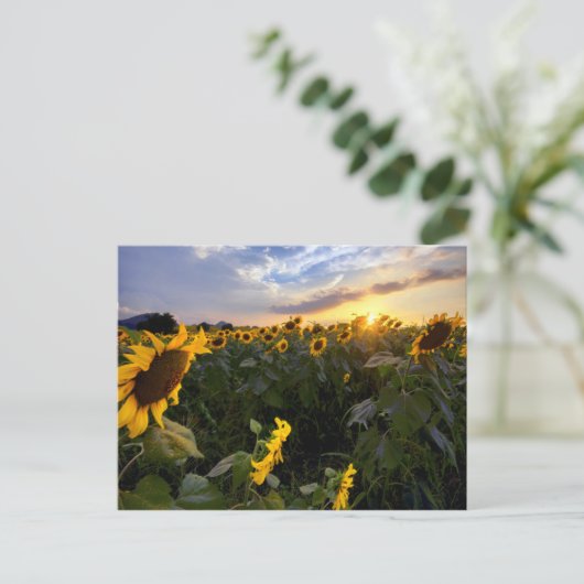 Feld blühender Sonnenblumen Postkarte (Stehend Vorderseite)