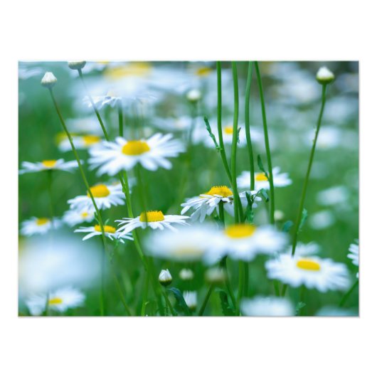 Feld Blume Fotodruck (Vorne)