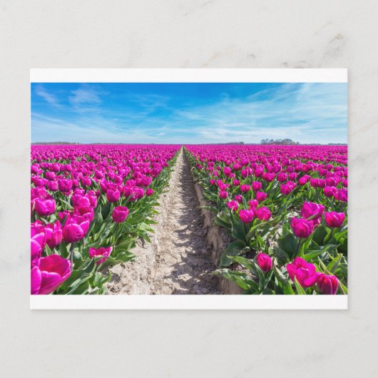 Feld Blume mit lila Tulpen und Pfad Postkarte (Vorderseite)