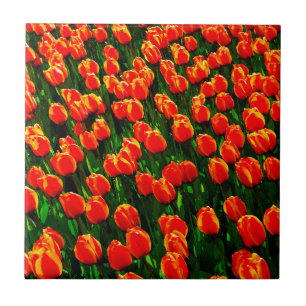Feld Bright Orange Tulips - Wasserfarbene Kunst Fliese