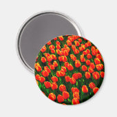 Feld Bright Orange Tulips - Wasserfarbene Kunst Magnet (Vorderseite/Rückseite)