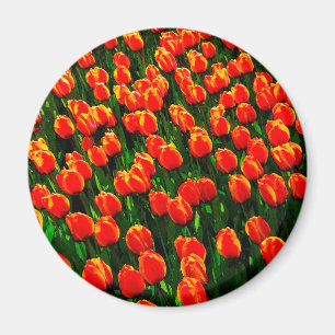 Feld Bright Orange Tulips - Wasserfarbene Kunst Magnet