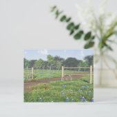Feld der Bluebonnets Postkarte (Stehend Vorderseite)