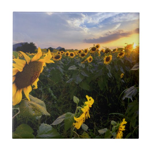 Feld der blühenden Sonnenblumen Fliese (Vorderseite)