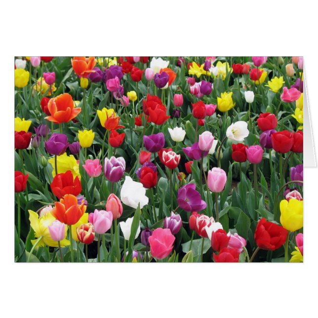 Feld der bunten Tulpen (Vorderseite (Horizontal))