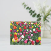 Feld der farbenfrohen Tulipen Postkarte (Stehend Vorderseite)