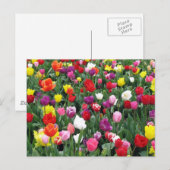 Feld der farbenfrohen Tulipen Postkarte (Vorne/Hinten)