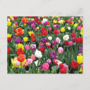 Feld der farbenfrohen Tulipen Postkarte