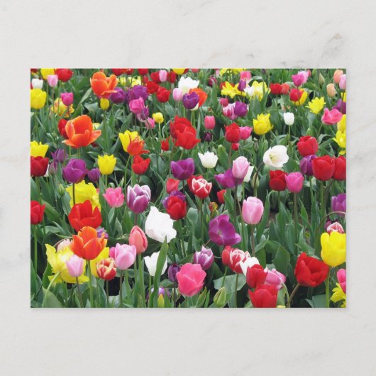 Feld der farbenfrohen Tulipen Postkarte (Vorderseite)