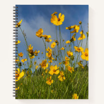 Feld der gelben Blumen