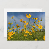 Feld der gelben Blumen Postkarte (Vorne/Hinten)