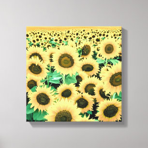 Feld der goldgelben Sonnenblumen Leinwanddruck