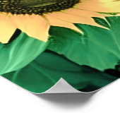 Feld der goldgelben Sonnenblumen Poster (Ecke)