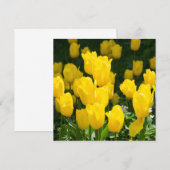 Feld der hellgelben Tulpen (Vorne/Hinten)