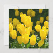 Feld der hellgelben Tulpen (Vorderseite)
